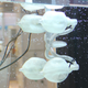 Image for article titled How Nature Is Inspiring a New Breed of Robotic Design